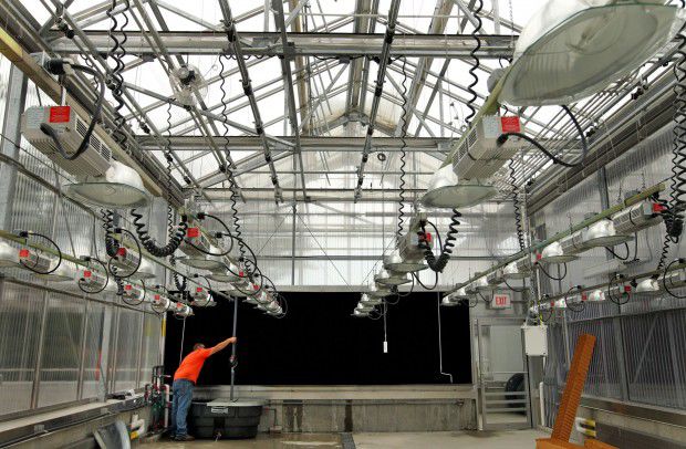 A greenhouse that&#39;s part of the Danforth Plant Science Center (Laurie Skrivan / The St. Louis ...
